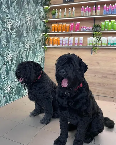 Mruczuś i Mikuś Psi Fryzjer